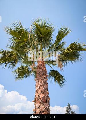 Niedrigwinkelaufnahme einer hohen Palme vor einem klaren blauen Himmel an der französischen Riviera in Frankreich. Stockfoto