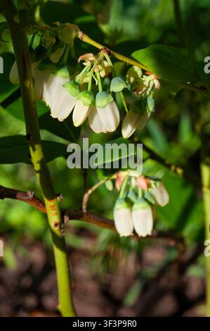 Nahaufnahme von Büscheln kleiner, glockenförmiger Blaubeerblüten mit grünen Kelchblättern und zarten Rosatönen an einem Zweig Stockfoto