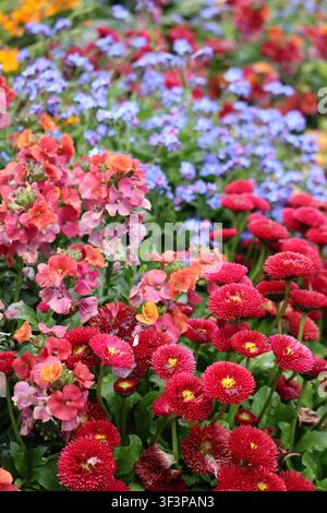 Blumenstrauß im Frühling. Interlaken, Schweiz Stockfoto