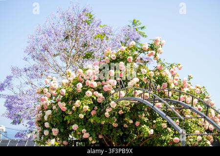 Schöner Büschel hellrosa Rosen, die an einem üppigen grünen Strauch blühen, vor einem weichen verschwommenen Hintergrund aus lila Jacaranda-Blüten und klarem Himmel Stockfoto