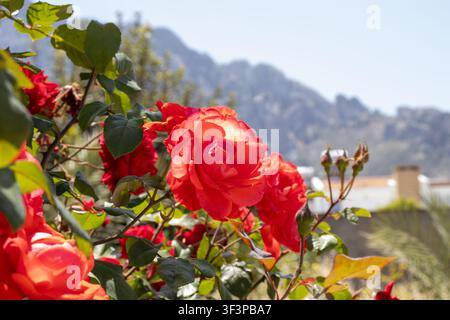 Lebendige rote und korallenrote Rosen blühen in einem sonnigen Garten mit Bergen im Hintergrund unter einem klaren Himmel Stockfoto