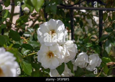 Nahaufnahme von leuchtend weißen Rosen, die an einem belaubten grünen Strauch im hellen Sonnenlicht während des Sommers blühen Stockfoto