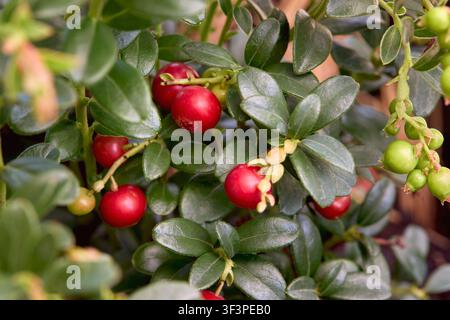 Nahaufnahme von reifen roten Preiselbeeren (Moorbeeren) auf immergrünen Zweigen in einer natürlichen Umgebung. Frische Wildbeeren mit grünen Blättern und unreif Stockfoto