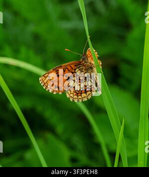 Makro einer Melitaea celadussa, der Südlichen Heidefalter auf einem Grashalm Stockfoto