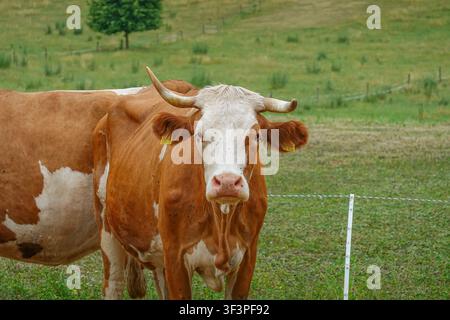 Simmentaler Kuh mit Hörnern steht auf einer grünen Weide neben einem mobilen Wassertank auf einem Bauernhof. Stockfoto