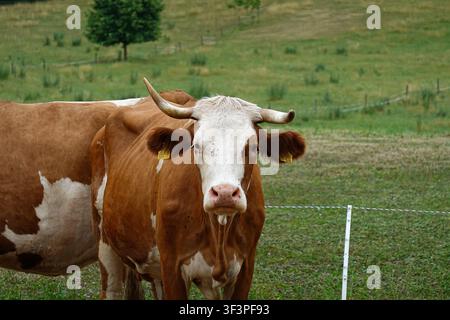 Simmentaler Kuh mit Hörnern steht auf einer grünen Weide neben einem mobilen Wassertank auf einem Bauernhof. Stockfoto