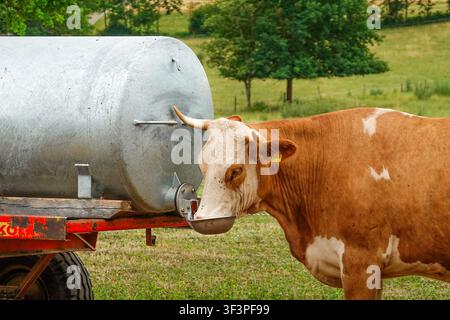 Simmentaler Kuh mit Hörnern steht auf einer grünen Weide neben einem mobilen Wassertank auf einem Bauernhof. Stockfoto
