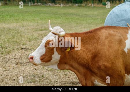 Simmentaler Kuh mit Hörnern steht auf einer grünen Weide neben einem mobilen Wassertank auf einem Bauernhof. Stockfoto