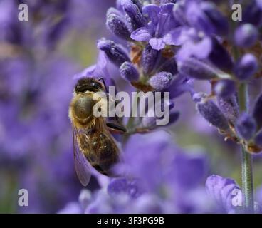 Honigbiene sammelt Nektar auf Lavendelst Blüten Stockfoto