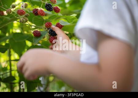 Kind pflückt reife Brombeeren vom Strauch während der Sommerernte im Hintergartengarten Stockfoto