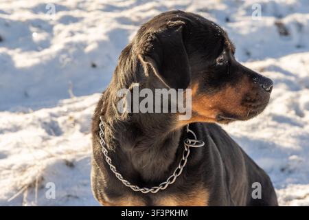 Ein Rottweiler-Hund im Profil mit einem Kettenhalsband steht im sonnenbeschienenen Schnee Stockfoto