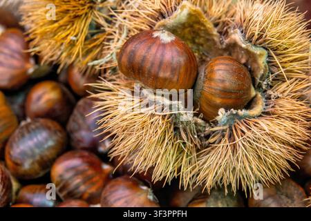 Offene Kastanienschalen, die glänzende braune Nüsse freilegen. Makrodetail der Castanea sativa-Ernte. Stockfoto