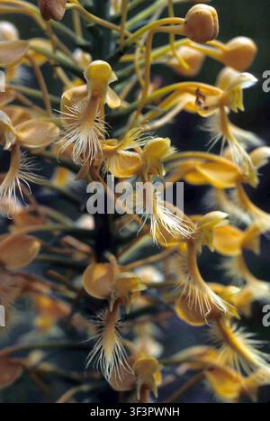 Habenaria ciliaris, auch bekannt als die gelb geränderte Orchidee, eine Blütenpflanze, in einem Super-Makrofoto von Donna Dewhurst, einer Fotografin des U.S. Fish and Wildlife Service. Stockfoto