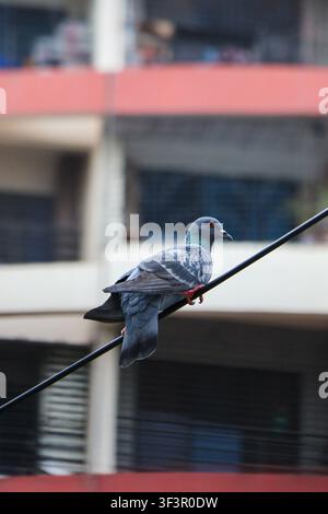 Stadtvogel, der tagsüber ruhig auf einem Draht sitzt. Eine Nahaufnahme einer Taube, die auf einem schwarzen Draht in einer städtischen Nachbarschaft ruht. Stockfoto