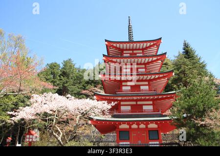 Kirschblüten mit einer fünfstöckigen Pagode im Arakura-Yama-Sengen-Park Stockfoto