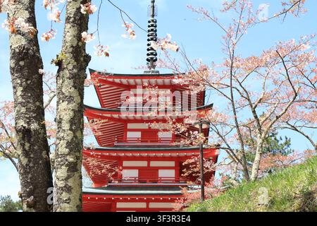 Kirschblüten mit einer fünfstöckigen Pagode im Arakura-Yama-Sengen-Park Stockfoto
