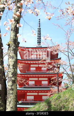 Kirschblüten mit einer fünfstöckigen Pagode im Arakura-Yama-Sengen-Park Stockfoto