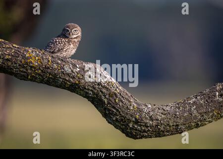 Jugendliche Waldohle, Athene noctua, sitzt auf einem dicken Eichenast im ländlichen Staffordshire, England, UK Stockfoto
