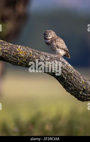 Junges Zwergohabu, Athene noctua, sitzt auf einem Eichenast in ländlichem Staffordshire, England, UK Stockfoto