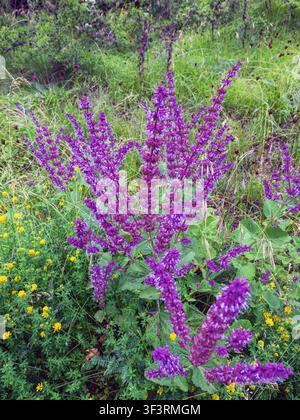 Lebendige violette Salvia nemorosa (Waldsalbei, Balkanklee) in voller Blüte zwischen grünen Gräsern und gelben Wildblumen auf einer wilden Sommerwiese. Stockfoto