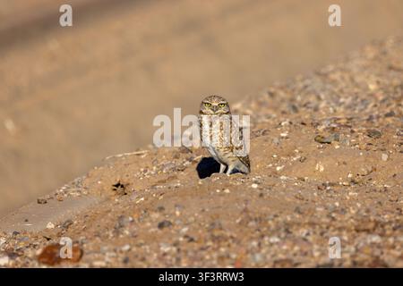 Eine winzige Sandler-Eule (Athene cunicularia) steht außerhalb ihres Baus in der Nähe von Ackerland in Arizona Stockfoto