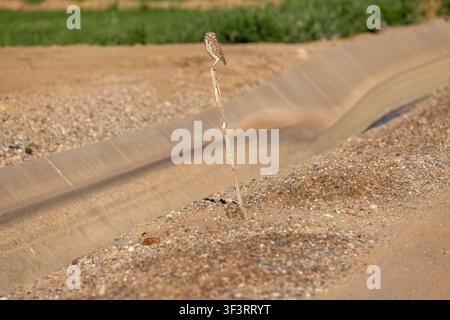 Eine winzige Erdbeer-Eule (Athene cunicularia) sitzt auf einem verwitterten Holzpfosten entlang eines Bewässerungskanals Stockfoto