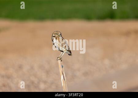 Eine winzige Erdohle (Athene cunicularia) sitzt auf einem verwitterten Holzpfahl in einem landwirtschaftlichen Feld in Arizona Stockfoto