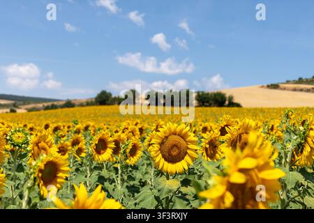 Weites blühendes Feld mit leuchtend gelben Sonnenblumen (Helianthus annuus) unter einem klaren blauen Sommerhimmel in der ländlichen Landschaft Frankreichs. Stockfoto