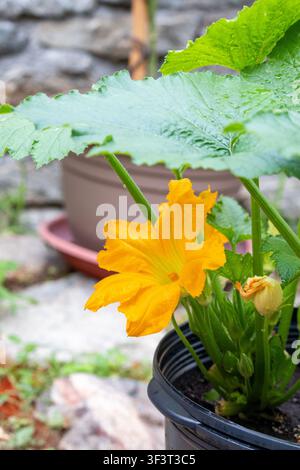 Zucchini-Blüte in einem Pflanzgefäß im Containergarten Stockfoto