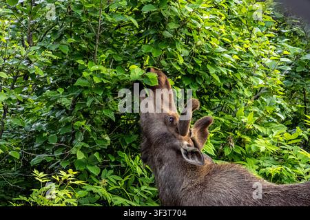 Bullenelch Alces alces frisst grüne Laubbäume im Sommerabendlicht in Anchorage, Alaska, USA Stockfoto