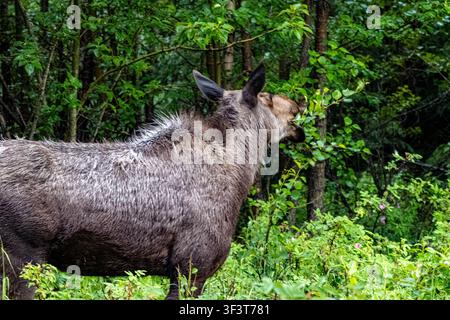 Elch Alces alces frisst grüne Laubblätter in einem dichten Wald während des Abends in Moose Flats Portage Valley Alaska USA Stockfoto