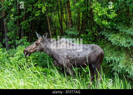 Elch Alces alces steht mit offenem Maul im hohen Gras am Rand eines üppigen grünen Waldes in Moose Flats Portage Valley Alaska USA Stockfoto