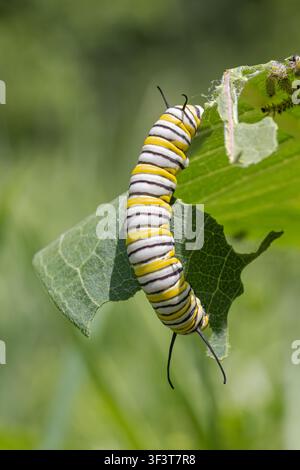 Eine Monarchfalter-Larve im fünften Stadium (Danaus Plexippus) frisst ein gewöhnliches Wolfsmilchblatt (Asclepias syriaca) in Iowa. Stockfoto