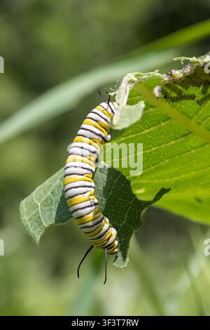 Eine Monarchfalter-Larve im fünften Stadium (Danaus Plexippus) frisst ein gewöhnliches Wolfsmilchblatt (Asclepias syriaca) in Iowa. Stockfoto