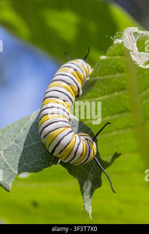 Eine Monarchfalter-Larve im fünften Stadium (Danaus Plexippus) frisst ein gewöhnliches Wolfsmilchblatt (Asclepias syriaca) in Iowa. Stockfoto