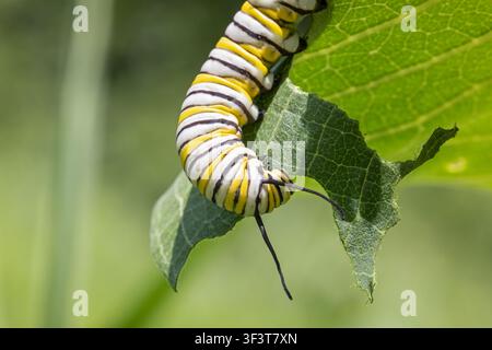 Eine Monarchfalter-Larve im fünften Stadium (Danaus Plexippus) frisst ein gewöhnliches Wolfsmilchblatt (Asclepias syriaca) in Iowa. Stockfoto