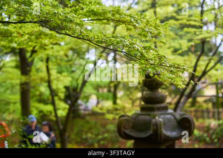 Eine ruhige japanische Gartenszene mit einer traditionellen Steinlaterne (tōrō) im Vordergrund und lebhaft grünen Ahornzweigen, die sich über dem Kopf ausbreiten. Stockfoto
