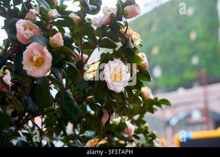 Nahaufnahme von blühenden Camellia japonica-Blüten mit zarten rosa und weißen Blütenblättern und auffälligen gelben Staubblättern in der Mitte. Die Stockfoto