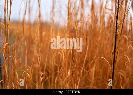 Eine Nahaufnahme von hohen, trockenen goldbraunen Gräsern, die das Bild mit einer geringen Tiefenschärfe ausfüllen. Die Vegetation scheint sich in einem späten Stockfoto
