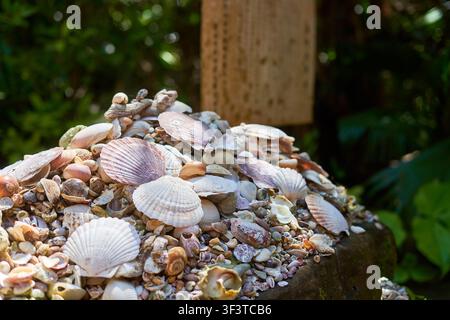 Eine Nahaufnahme eines großen Haufens verschiedener Meeresmuscheln, hauptsächlich Jakobsmuscheln und Venusmuscheln in verschiedenen Weiß-, Rosa- und Cremetönen Stockfoto