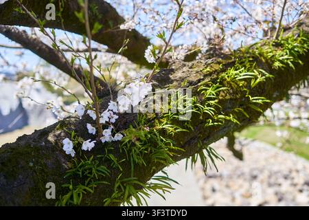Nahaufnahme eines moosbewachsenen Astes mit zarten weißen Kirschblüten (Sakura), die im Frühling blühen. Die knorrige, dunkle Rinde ist bedeckt mit Stockfoto