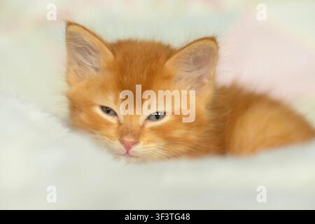 Nahaufnahme eines entzückenden 8 Wochen alten Ingwer-Tabby-Kätzchens auf einer weichen weißen Decke, das den Betrachter ansieht Stockfoto