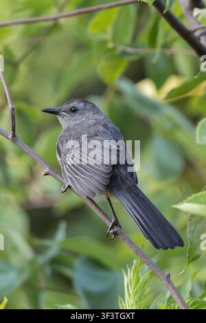 Grauer Katzenvogel (Dumetella carolinensis) sitzt auf einem dünnen Ast mit grünem Laub, Brooklyn Bridge Park, New York, USA Stockfoto