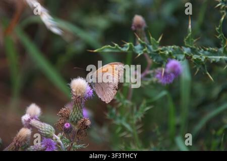 Wiesenfalter ruht auf Distel am Feldrand Stockfoto