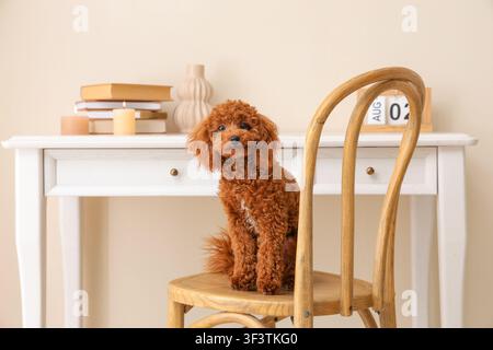 Süßer roter Toy-Pudel, der auf einem Holzstuhl in einem gemütlichen Wohninterieur mit einem Schreibtisch sitzt Stockfoto