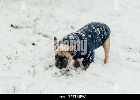 Ein kleiner Hund trägt einen Pullover, während er einen verschneiten Boden erkundet. Der Schnee bedeckt das Gras, und der Hund schnüffelt herum und genießt den Wintertag draußen. Stockfoto