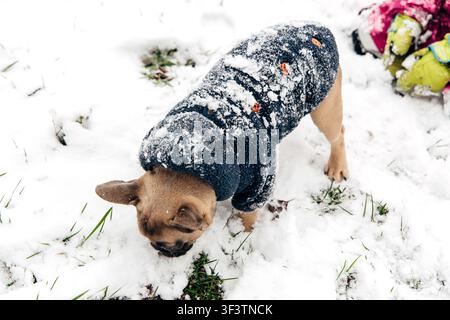 Ein Hund erkundet ein verschneites Gebiet. Der Boden ist mit Schnee bedeckt und etwas Gras ist sichtbar. Der Hund trägt ein Fell und wirkt neugierig auf seine Umgebung Stockfoto