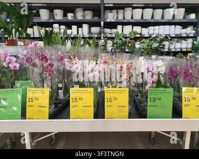 Ein Einzelhandelsdisplay verschiedener getöpfter Phalaenopsis-Orchideen, die auf einem Regal in einem Gartenzentrum oder Baumarkt arrangiert sind. Die Orchideen zeigen Blüten Stockfoto