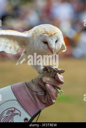 Eine westliche Schleiereule (Tyto alba) bei einer Falknerei-Vorführung im Hampton Court Palace im Juli. English Heritage-Events. Stockfoto