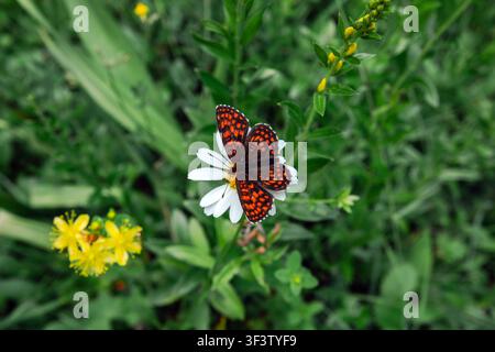 Orangenbraune Perlmuttfalter ruht auf einer weißen Waldschwalbe in einer grünen Sommermeadow Stockfoto